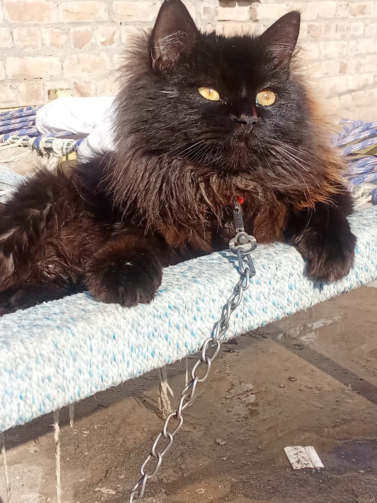Persian Triple Coated Full Black Adult Female