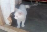 Health female cat