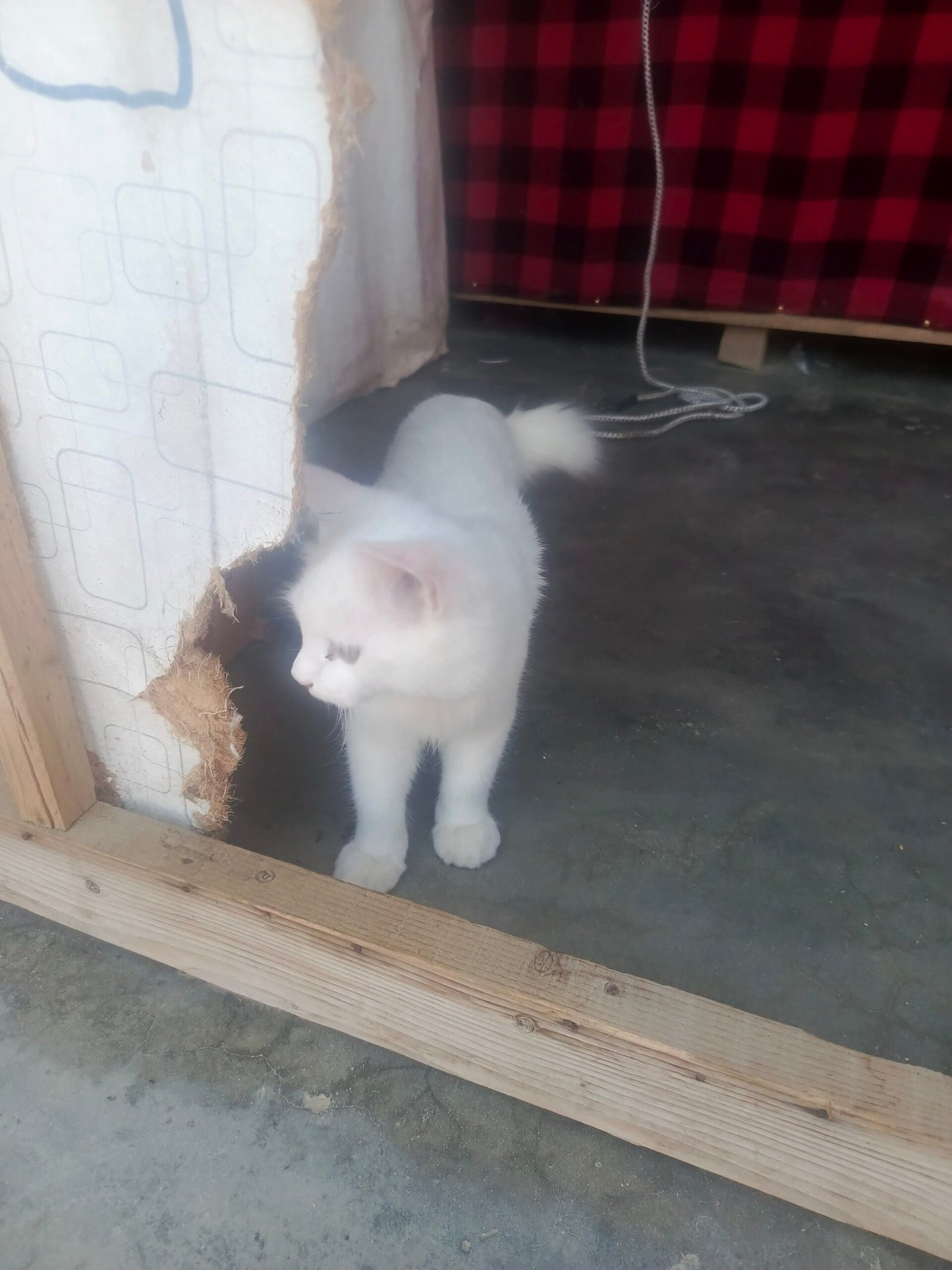 Health female cat