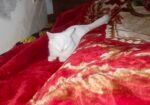 Health female cat