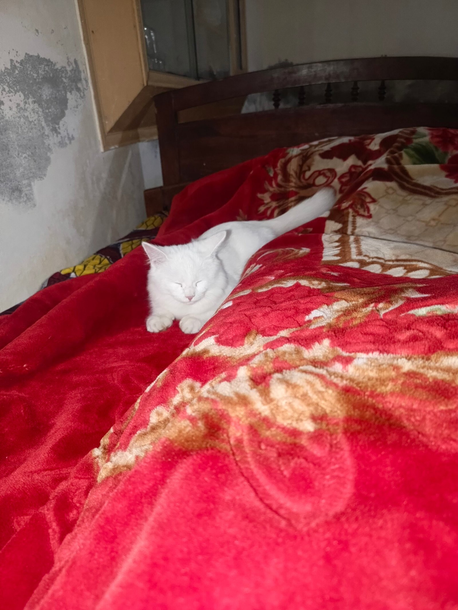 Health female cat