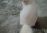 Health female cat