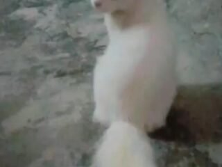 1000076065