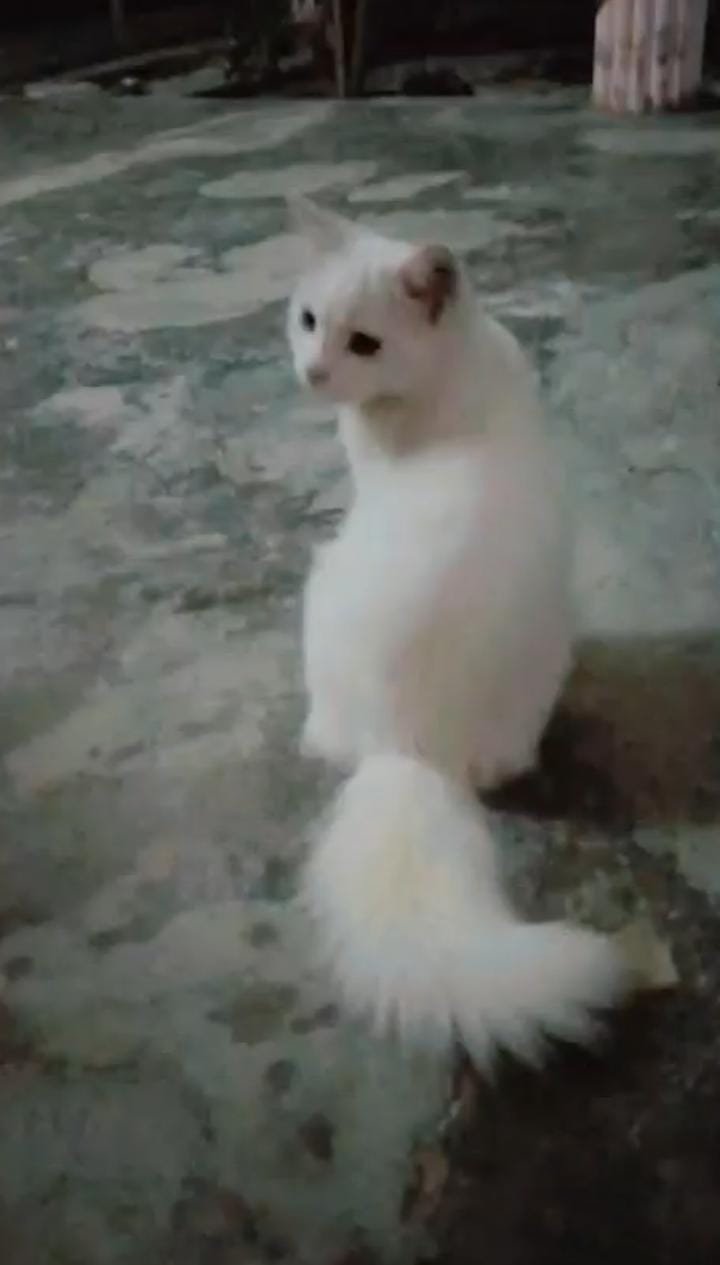 Health female cat